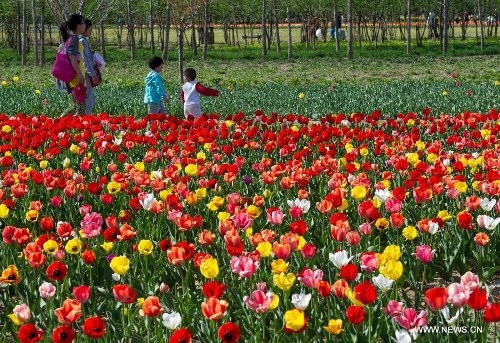 Tourists walk on a pathway in the flower fields at the Beijing International Flower Port in Beijing, capital of China, April 29, 2013. A tulip cultural gala was held here, presenting over 4 million tulips from more than 100 species. (Xinhua/Luo Xiaoguang) 