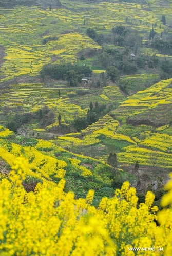Photo taken on March 3, 2013 shows the scenery of rape flowers in Lietai Township of Yingjing County, southwest China's Sichuan Province. (Xinhua/Jiang Hongjing) 