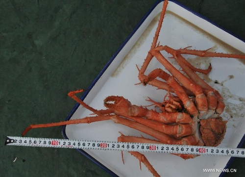 Photo taken on June 19, 2013 by China's manned deep-sea submersible Jiaolong shows spider crab captured in the cold vents of south China sea, south China. Jiaolong finished the first diving operation for its first voyage of experimental application in the South China Sea on Monday, a large amount of images were captured during its maiden voyage. Qiu Jianwen, a professor from Hong Kong Baptist University, obtained deep-sea samples in the cold vents of the South China Sea during a dive conducted on Wednesday.(Xinhua/Zhang Xudong) 