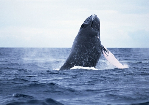 (Source: huanqiu.com)