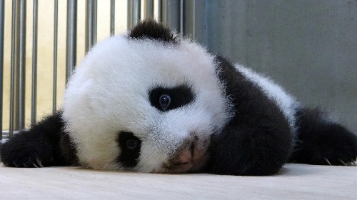 Official name of giant panda cub "Yuanzai" to be announced ...