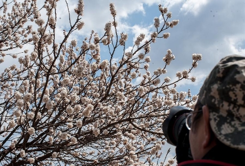 A visitor takes pictures of apricot flowers at the Beijing Fenghuangling Nature Park in Beijing, capital of China, April 10, 2013. The 2013 Fenghuangling Apricot Flower Festival kicked off on Wednesday, with the expected best time for viewing falling between April 13 and April 23. (Xinhua/Zhang Yu) &nbsp;