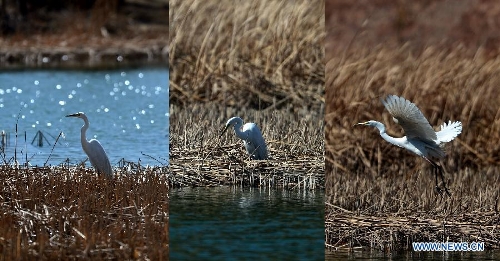 Combination photo taken on March 21, 2013 shows an egret on the wetland of the Yellow River in Guide County of the Hainan Tibet Autonomous Prefecture, northwest China's Qinghai Province. (Xinhua/Wang Bo)