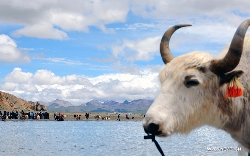 A cattle is pictured near the lake Nam Co located at the boundary of Damxung and Baingoin counties, southwest China's Tibet Autonomous Region, on Aug. 12, 2012. Lake Nam Co, the highest saltwater lake of the world at 4,718 meters above the sea level, is regarded as a sacred lake in Tibetan Buddhism. (Xinhua/Chen Tianhu)&nbsp; 