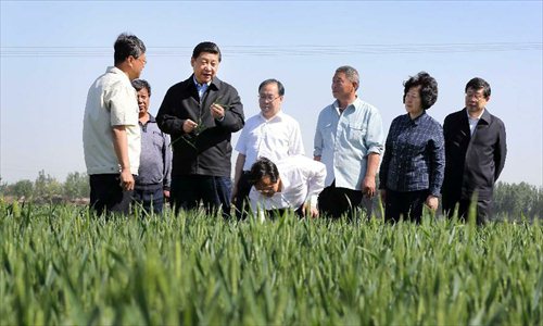 Chinese President Xi Jinping (3rd L), examines the growth situation of wheat at Dingjiaquan Village of Wuqing District in north China's Tianjin Municipality. Xi Jinping made an inspection tour to Tianjin from May 14 to 15. Photo: Xinhua