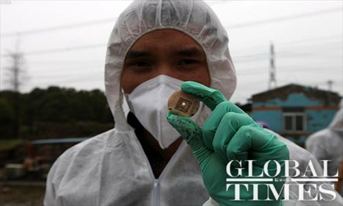 An employee from the Shanghai Agriculture Committee on March 13 displays an identification tag cut from the ear of a dead pig. The number on the tag showed that this pig is from Jiaxing, East China’s Zhejiang Province. Photo: Cai Xianmin/GT