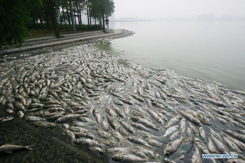 Dead fish float at the south lake in Wuhan, capital of Central China's Hubei Province, July 15, 2012. Large amout of dead fish showed up at the south lake of Wuhan recently. For several years, the dumping of sewage water and gabage made the environment of the lake worse and worse. Photo: Xinhua