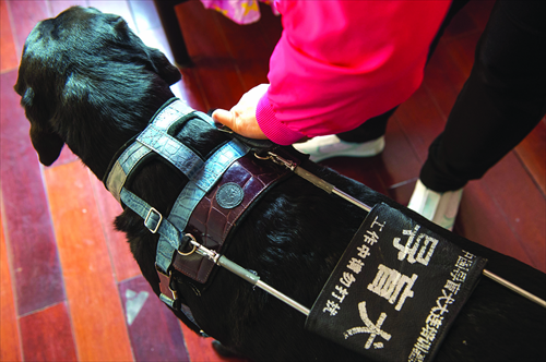 Jennifer is fitted with her guide dog harness. Photo: Li Hao/GT
