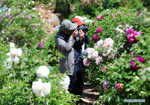 Visitors take photo of peony flowers in Caojiaping Village of Lintao County, northwest China's Gansu Province, May 11, 2013. The blooming peony flowers attracted lots of tourists to visit. (Xinhua/Nie Jianjiang)&nbsp;