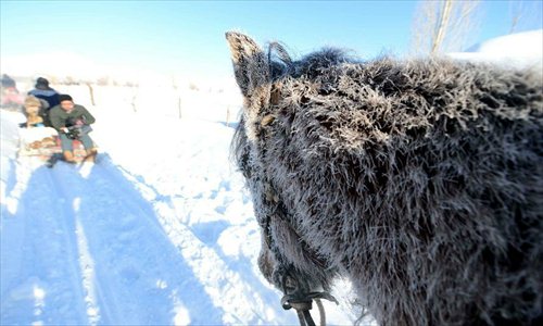 A horse drags a sledge after snowfall in Altay, northwest China's Xinjiang Uygur Autonomous Region, Dec. 28, 2012. Beautiful snow scenery here attracts a good many tourists. Photo: Xinhua