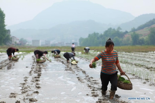 Farmers transplant rice seedlings in the field at Shuangmiao Village of Baofeng Township in Zhushan County, central China's Hubei Province, May 5, 2013. Farmers in central and eastern China are busy with planting crops as the summer approaches. (Xinhua/Zhang Lei)