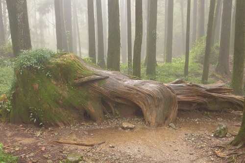 Located in the northeast of Jiayi in Taiwan Province, Ali Mountain is the general name of the 18 hills including Zhu Hill and Tower Hill. The highest peak is Tower Hill with a height of 2,663 meters. Ali Mountain is renowned for its five rare sights including the sunrise, the Ali Mountain forest railway, the famous Alishan sacred tree, the grand sea of clouds, and fragrant cherry blossom. (Photo:China.org.cn)