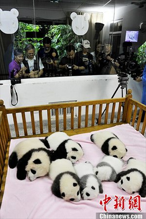 So cute! Newly born baby pandas. Source: www.chinanews.com