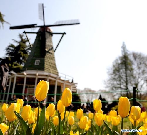 &nbsp;Photo taken on April 6, 2013 shows tulips in full blossom at the People's Park in Zhengzhou, capital of central China's Henan Province. (Xinhua/Li Bo)