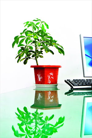 Plants can cheaply gauge and improve indoor air quality. 