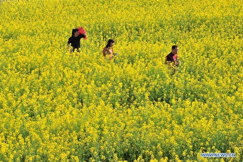 Tourists take a walk in a cole flower field in Dadong Township of Dapu County, south China's Guangdong Province, March 6, 2013. (Xinhua/Zhong Xiaofeng) 