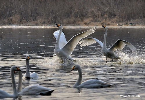 White swans are seen at the Yellow River wetland in Sanmenxia, central China's Henan Province, Jan. 4, 2013. (Xinhua/Wang Song)  