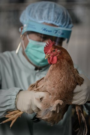 An official holds a chicken during the checking of poultry at the border with the Chinese mainland in Hong Kong on Thursday as authorities step up measures against the spread of the H7N9 bird flu. The number of cases rose to 38 on the mainland on Thursday, with 10 deaths. Photo: AFP
