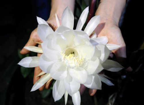 Photo taken on August 31, 2012 shows an epiphyllum flower in Taiyuan, capital of North China's Shanxi Province. Epiphyllum flowers only bloom for several hours only. Photo: Xinhua