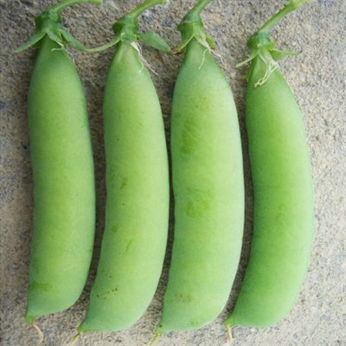 Pea. (Photo: gmw.cn)