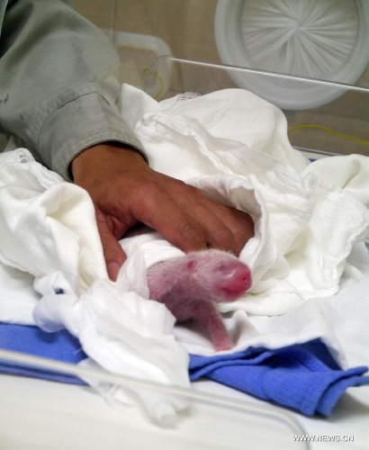  A breeder takes care of a giant panda cub at the Taipei Zoo, Taipei, southeast China's Taiwan, July 7, 2013. The first cub of a pair of giant pandas given as a goodwill gift to Taiwan by the Chinese mainland was born at 8:05 p.m. on July 6 in the zoo. The newborn cub weighs only about one thousandth of its mother Yuan Yuan and is healthy. (Xinhua)