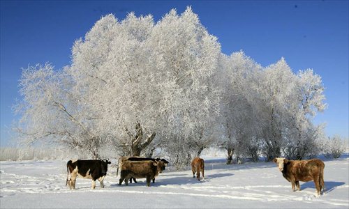 Photo taken on Dec. 6 shows the rime scenery at Alakak Town, Altay City, northwest China's Xinjiang Uygur Autonomous Region. Affected by the heavy snow and low temperature, Altay City received rime on Thursday. Photo: Xinhua 