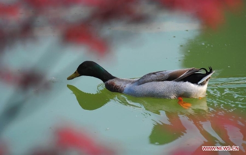 A waterfowl swims in the Three Gorges Reservoir in Yunyang County in southwest China's Chongqing, March 30, 2013. Improved environment near the reservoir has allowed superb conditions for birds to live. (Xinhua/Chen Jianhua)
