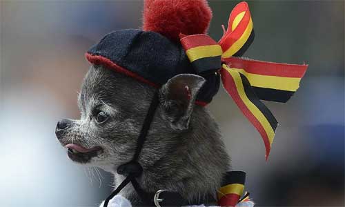 A Chihuahua pet dog decorated with national-coloured ribbons is pictured during on the military parade in Brussels, capital of Belgium, July 21, 2012, on the occasion of the Belgian National Day. Photo: Xinhua