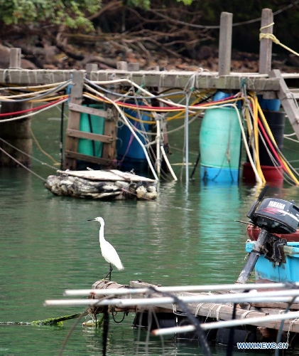 Photo taken on May 5, 2013 shows an egret on a fishing raft in Ma Wan, an island in south China's Hong Kong. Ma Wan, which got the name from Mazu, the goddess of sailors, used to be a fishing village. Now the Ma Wan Park and Noah's Ark Museum here attract many tourists. (Xinhua/Li Peng)&nbsp;
