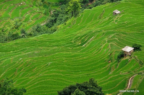 &nbsp;Photo taken on June 29, 2013 shows the village buildings and terraced fields in Yuanyang County of Honghe Prefecture in southwest China's Yunnan Province. The UNESCO's World Heritage Committee inscribed China's cultural landscape of Honghe Hani Rice Terraces onto the prestigious World Heritage List on June 22, bringing the total number of World Heritage Sites in China to 45. (Xinhua/Chen Haining) 