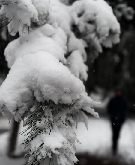 A tree branch is covered with snow in Changchun, capital of Northeast China's Jilin Province, on October 22, 2012. Most parts of Jilin witnessed snowfall on Monday. Photo: Xinhua