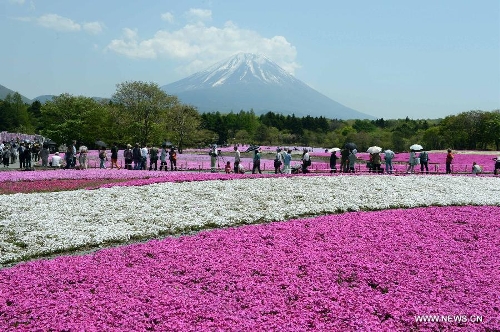 Photo taken on May 14, 2013 shows the Fuji Mountain seen behind blossoming Shiba Sakura in Japan's Yamanashi prefecture. According to local media, the Fuji Mountain will likely be added to the list of UNESCO World Heritage Sites next month after an influential advisory panel to the UN cultural body made a recommendation. (Xinhua/Ma Ping) 