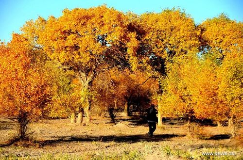 Tourists enjoy the scenery at a forest park in Jiuquan city, Northwest China's Gansu Province, October 6, 2012. Photo: Xinhua