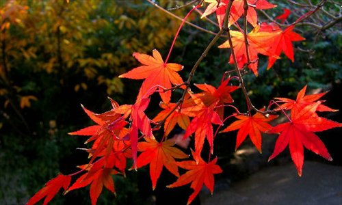 Photo taken on November 17, 2012 shows the scenery of maple trees of Qianfo Mountain, or the Thousand Buddha Mountain, in Jinan, capital of east China's Shandong Province.Photo: Xinhua