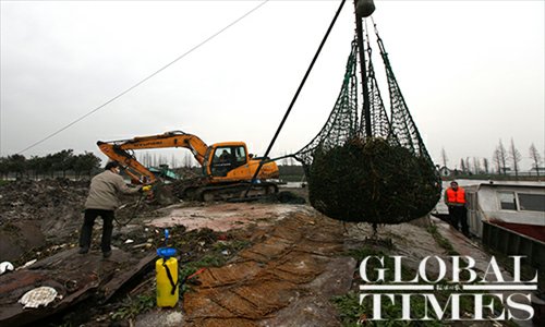 Employees from the Shanghai Water Authority remove dead pigs from boats on March 13. Photo: Cai Xianmin/GT