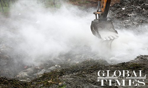 An excavator scatters lime powder to sterilize dead pigs as they are buried on March 13. Photo: Cai Xianmin/GT