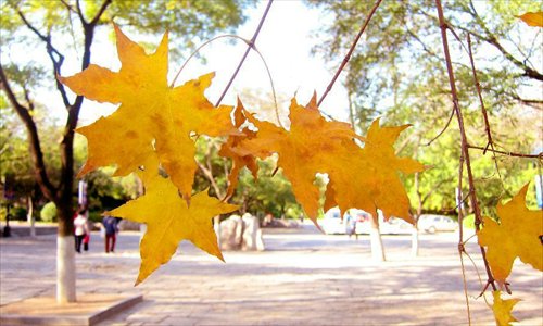 Photo taken on November 17, 2012 shows the scenery of maple trees of Qianfo Mountain, or the Thousand Buddha Mountain, in Jinan, capital of east China's Shandong Province.Photo: Xinhua
