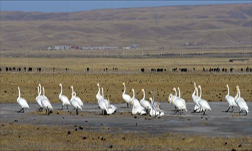 White swans are seen on the grassland along the Qinghai Lake, northwest China's Qinghai Province, Jan. 1, 2013. The improving environment of the Qinghai Lake has attracted more swans to spend the winter here. Photo: Xinhua