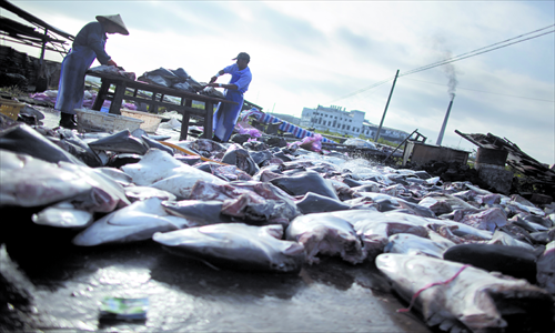 Hundreds of chunks of shark meat are laid out to be processed. Photo: CFP