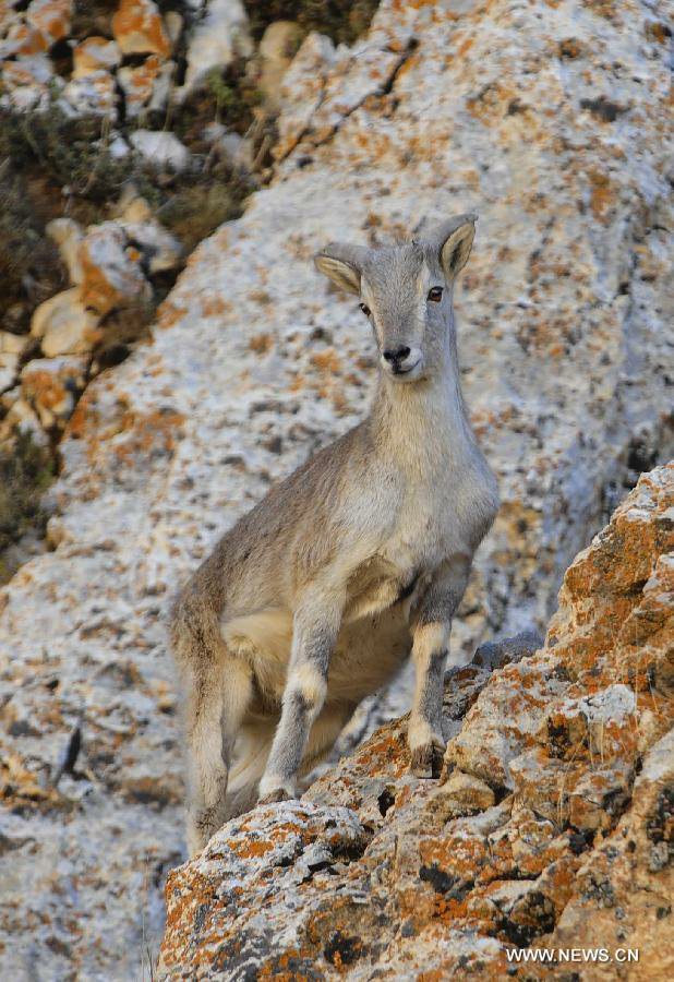 Photo taken on October 20, 2012 shows a bharal, or blue sheep, on Qiangtang Grassland in Southwest China's Tibet Autonomous Region. Qiangtang Nature Reserve covers an area of more than 200,000 sq km in northern Tibet. The reserve is home to over 400 kinds of wild animals. (Xinhua/Liu Kun)