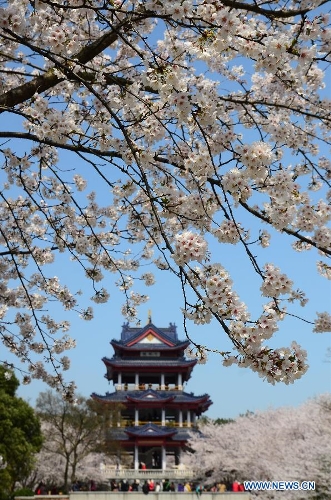 Tourists enjoy cherry blossoms in full bloom at the Yuantouzhu scenic spot in Wuxi, east China's Jiangsu Province, March 21, 2013. (Xinhua/Huan Yueliang) 