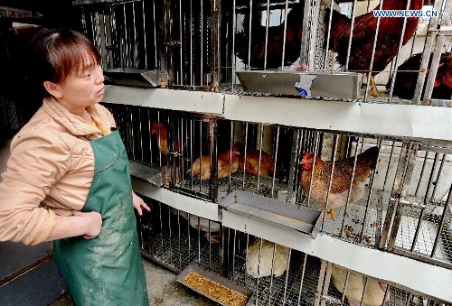 A vendor stands by her chicken coop in Fuqing, southeast China's Fujian Province, April 26, 2013. Health authorities in Fujian Province on Friday confirmed the province's first human case of H7N9 avian influenza. (Xinhua/Zhang Guojun) 