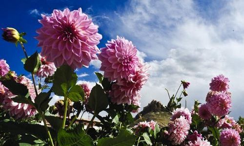 Photo taken on October 1, 2012 shows flowers near Gyangze County, Southwest China's Tibet Autonomous Region. Photo: Xinhua