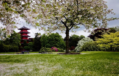 The photo taken on May 10, 2013 shows cherry blossom petals lying in the Royal Garden in Brussels, capital of Belgium. The Belgian royal family opens its greenhouses in the royal garden with wide variety of flowers to the public for three weeks every year. (Xinhua/Zhou Lei) 