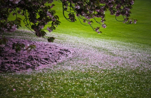 The photo taken on May 10, 2013 shows cherry blossom petals lying in the Royal Garden in Brussels, capital of Belgium. The Belgian royal family opens its greenhouses in the royal garden with wide variety of flowers to the public for three weeks every year. (Xinhua/Zhou Lei) 
