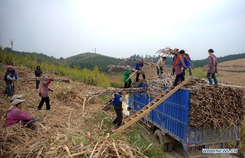 Farmers load sugarcanes onto the truck in Rongshui Town of Rongshui County, southwest China's Guangxi Zhuang Autonomous Region, Jan. 8, 2013. Cold weather has caused damages to sugarcanes in Guangxi over the past days. Farmers are harvesting sugarcanes to avoid further losses. Weather forecast has showed that a fairly strong cold wave will hit the region on Jan. 9-12. (Xinhua/Zhang Ailin) 
