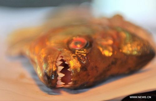Photo taken on July 8, 2012 shows the sharp teeth of a piranha in Liuzhou, South China's Guangxi Zhuang Autonomous Region. Recently, two people were bitten in the Liujiang River in Liuzhou by piranhas originating from South America. The number of piranhas in the Liujiang River is under investigation and relevant departments will soon take corresponding measures. Photo: Xinhua
