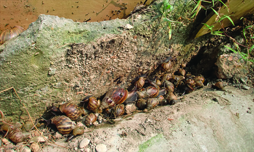 Giant snails are found in Nanning, Guangxi Zhuang Autonomous Region. Photo: CFP