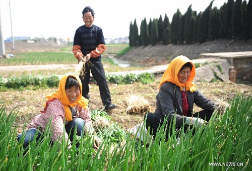 Farmers pick ripe green Chinese onions in the field in Xinghua City, east China's Jiangsu Province, March 10, 2013. As weather warms up, farmers in Xinghua are busy with spring ploughing. (Xinhua/Shen Peng)