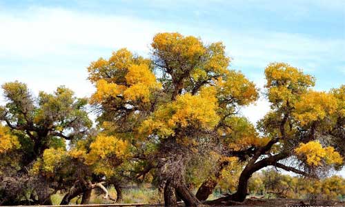 Photo taken on Oct. 1, 2012 shows scenery of populus euphratica forests in Ejina Banner, north China's Inner Mongolia Autonomous Region. The populus euphratica forests here, with an area of more than 400,000 mu, or 26,667 hectares, is one of the world's most famous populus euphratica forests. The golden leaves and sunshines here in autumn attract many tourists. Photo: Xinhua